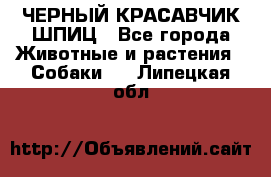 ЧЕРНЫЙ КРАСАВЧИК ШПИЦ - Все города Животные и растения » Собаки   . Липецкая обл.